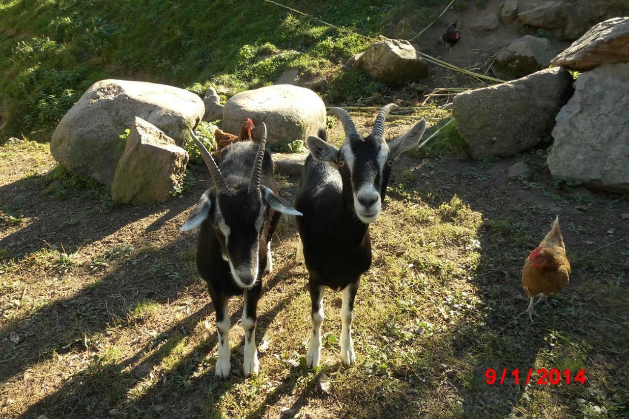 Urlaub Auf Dem Haenslehof Elzach Exterior foto